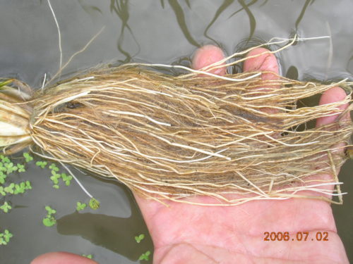 自然農法無農薬栽培　コナギ抑制田の稲の根